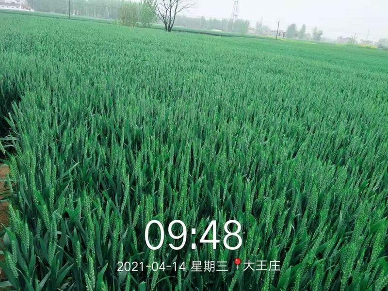 安徽臨泉，苑豐12，大田表現(xiàn)
