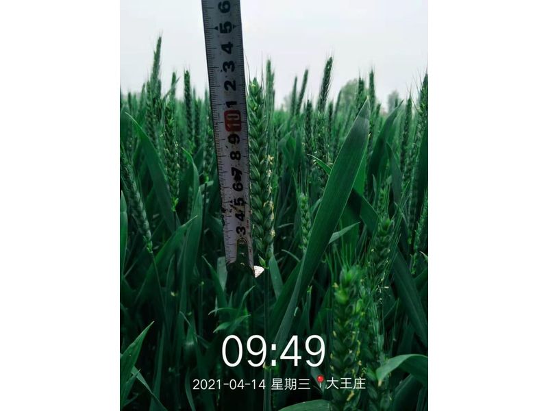 安徽臨泉，苑豐12，大田表現(xiàn)